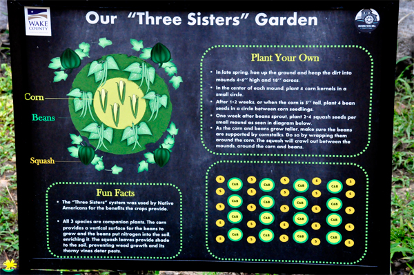 Three Sisters Garden